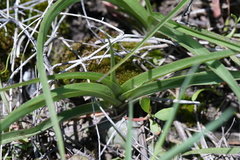 Tradescantia bracteata