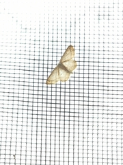 Idaea trisetata