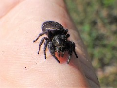 Phidippus cryptus