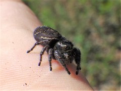 Phidippus cryptus