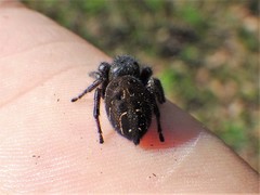Phidippus cryptus