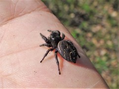 Phidippus cryptus
