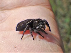 Phidippus cryptus