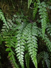 Asplenium parksii