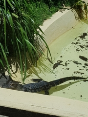 Alligator