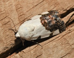 Tarache tetragona
