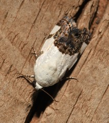 Tarache tetragona