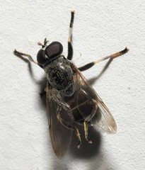 Myolepta