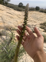 Agave utahensis
