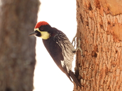 Melanerpes formicivorus angustifrons