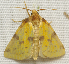 Azenia obtusa