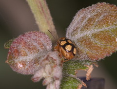 Cryptocephalus luteosignatus