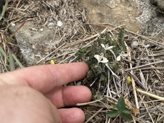 Tetrameriinae