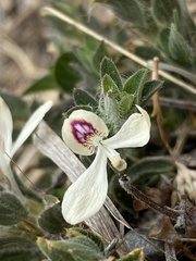 Tetrameriinae