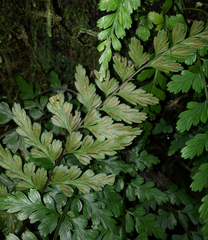 Asplenium parksii