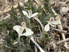 Tetrameriinae