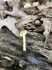 Pluteus austrofulvus