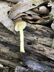 Pluteus austrofulvus