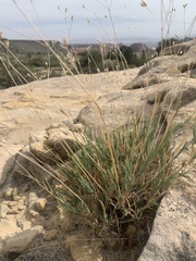 Eremogone ferrisiae