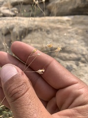 Eremogone ferrisiae
