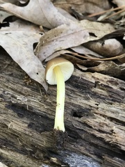 Pluteus austrofulvus
