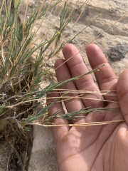 Eremogone ferrisiae