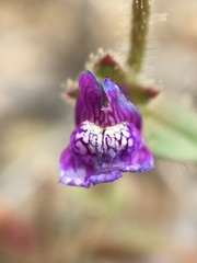 Sairocarpus pusillus