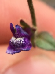 Sairocarpus pusillus