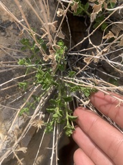 Brickellia microphylla
