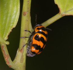 Cryptocephalus trifasciatus