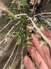 Brickellia microphylla