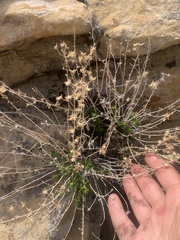 Brickellia microphylla