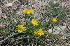 Takhtajaniantha austriaca