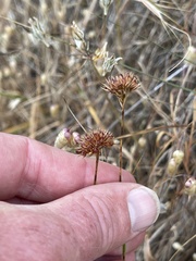 Juncus falcatus falcatus