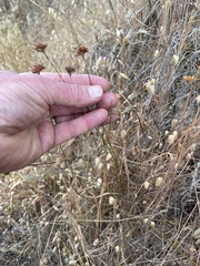 Juncus falcatus falcatus