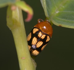 Cryptocephalus luteosignatus