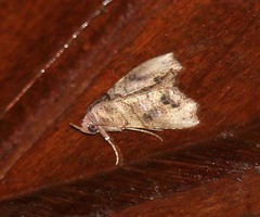 Hyperlopha cristifera