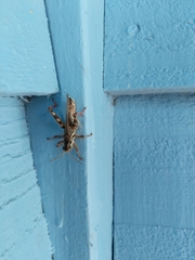 Melanoplus sanguinipes