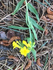 Lithospermum incisum