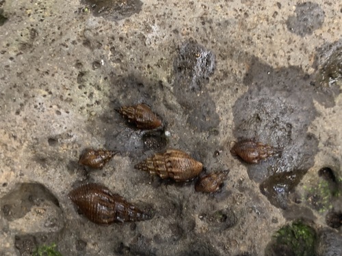 Mieniplotia scabra, 2022-05-22