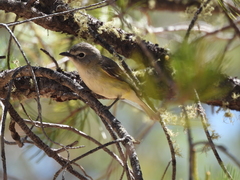Vireo cassinii lucasanus
