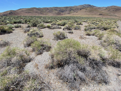 Eriogonum heermannii