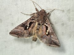 Chrysodeixis subsidens