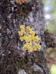 Arceuthobium americanum