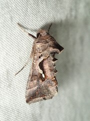 Chrysodeixis subsidens