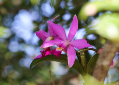 Cattleya violacea