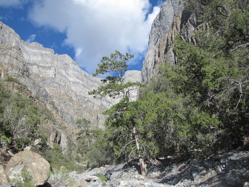 Pseudotsuga menziesii