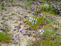 Delphinium lineapetalum