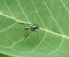 Condylostylus comatus