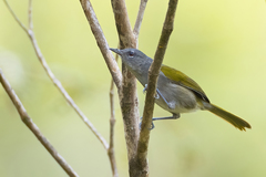 Microligea palustris